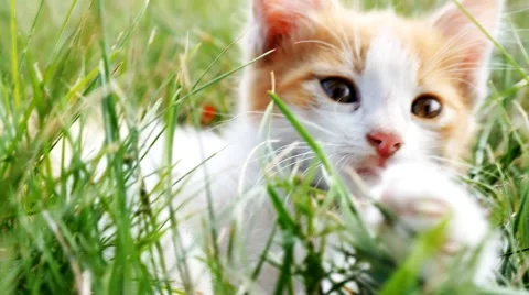 Relax kitten on green grass Stock-Footage 43742986
