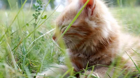 Relax kitten on green grass Video stock 43743028