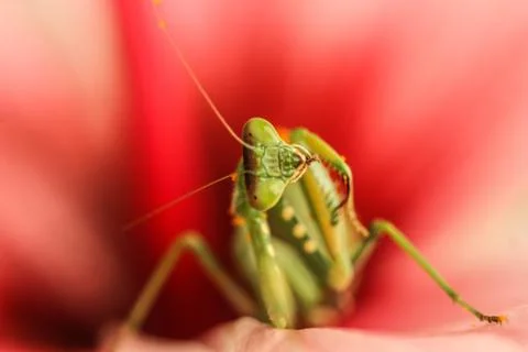 Relax mantis 库存照片