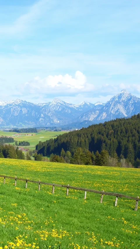 Relax in Nature with Timelapse Views of a Spring Meadow, Green Grass, and Dan Stock Footage 309226997