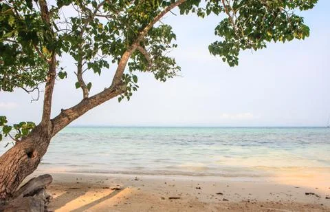 Relax tree on beach 库存照片