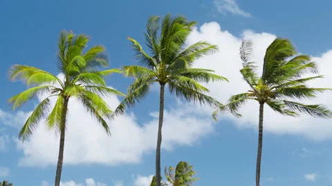 Relax under green palm trees on motion background with white clouds in blue sky Stock Footage 196965332