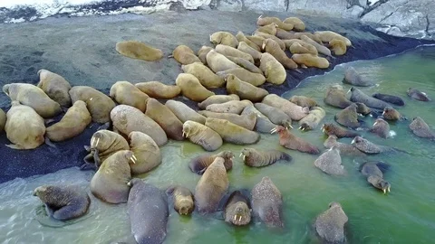 Relax of walruses on fodder base of Arctic Ocean copter aero view on New Earth. Stock Footage 81116417