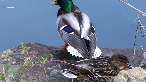 Relaxation ducks after bathed Stock Footage 107834342