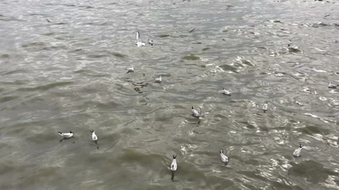 Relaxation 動画素材 86796115