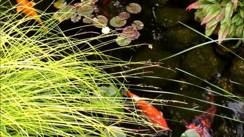 Relaxation pond, koi fishes swimming Stock Footage
