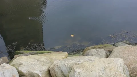 Relaxation while looking at a leaf floating Stock Footage 236146512