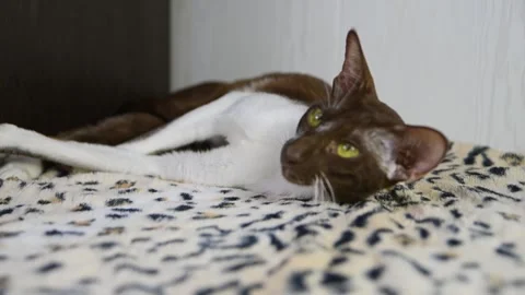 Relaxed abyssinian cat resting on leopard print blanket indoors Stock Footage 327712688