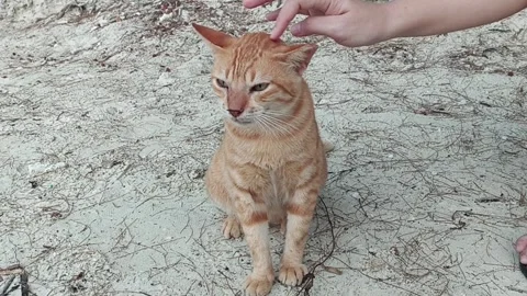 Relaxed and calm orange cat Video stock 243663573