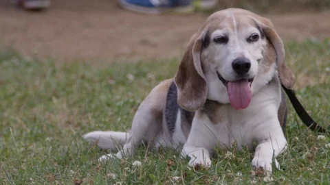 Relaxed beagle close up at the park Stock Footage 92563568