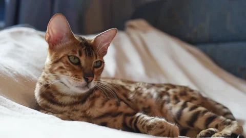 Relaxed  bengal cat lying down on white blanket in cozy room. Horizontal 4k foot Stock Footage 250072874