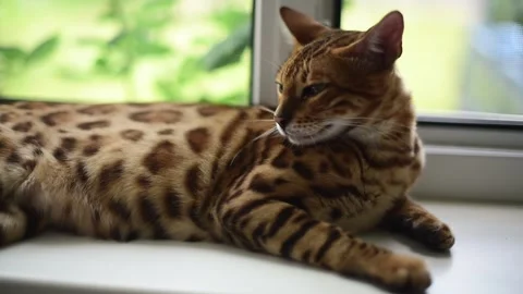 Relaxed bengal cat lying on windowsill, sleepy kitten. Horizontal video Stock Footage 244810050