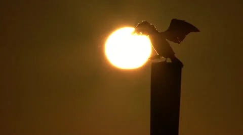 Relaxed Bird Sunning Himself Stock Footage 10912700