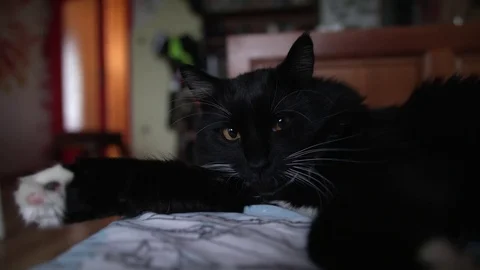 Relaxed black cat decides to take a nap Stock Footage 83479026