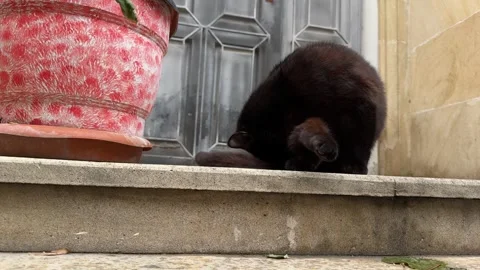 Relaxed Black Cat in Front of Camera Stock Footage 327697341