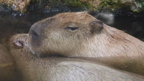 Relaxed capybara resting in the cool water of a pond Stock-Footage 338154332