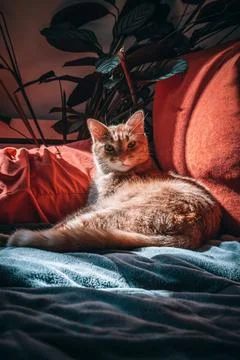Relaxed cat basks in warm sunlight on the sofa. Stock Photos
