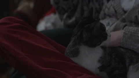 Relaxed cat being pet Stock Footage 90919356