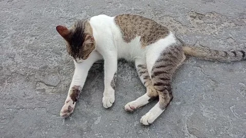 Relaxed cat Stock Footage 276693353