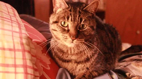 Relaxed cat looks down then up Stock Footage 45706728