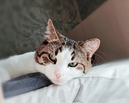 Relaxed Cat Lying on Bed Closeup Stock Photos