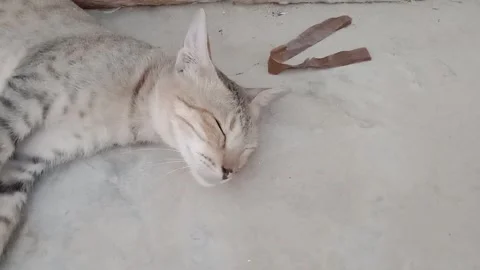Relaxed Cat Lying Comfortably on the Ground Stock Footage 346503766