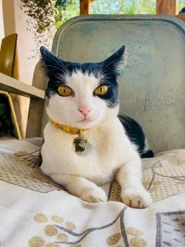 Relaxed cat lying down Stock Photos