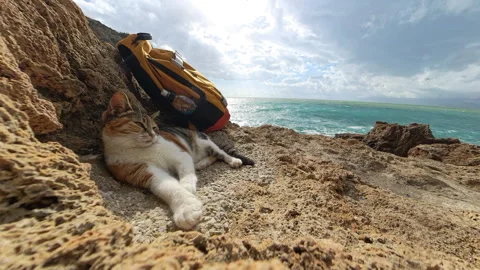 A relaxed cat lying on a rocky surface near a yellow backpack, with the ocean Stock Footage 294631107