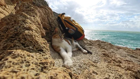 A relaxed cat lying on textured rocks with a yellow backpack nearby, overlooking Stock Footage 294634801