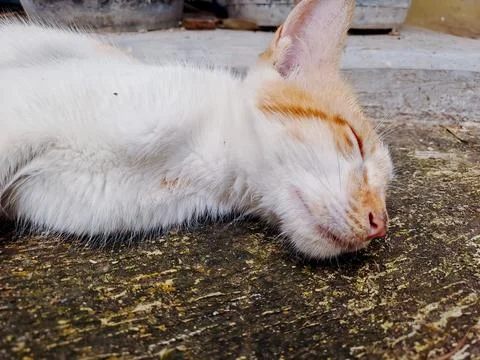 Relaxed cat napping peacefully on a textured surface, showcasing its soft f.. Stock Photos