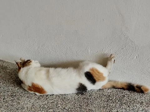 A relaxed cat Stock Photos