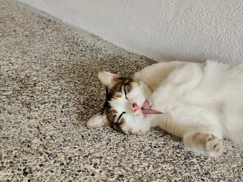A relaxed cat Stock Photos