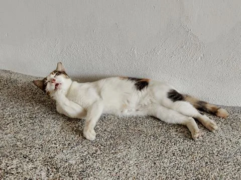 A relaxed cat Stock Photos