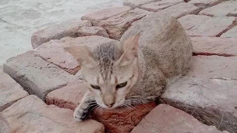 Relaxed Cat Resting Peacefully in a Comfortable Setting Stock Footage 346338503