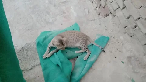Relaxed Cat Resting Peacefully on Green Fabric Stock Footage 346568491