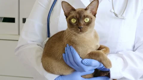 Relaxed cat sits on doctor's hand in white coat and gloves. Trustworthy bond Video stock 233017017