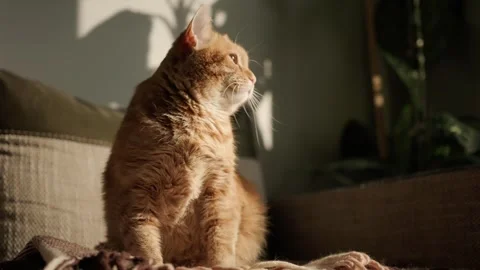 Relaxed cat sits in the sun scratch behind its ear Stock Footage 317901981
