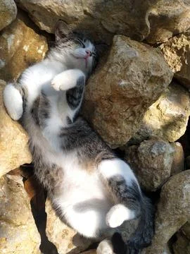 Relaxed Cat Sleeping on Rock – Lying Flat in Peaceful Nature Setting Stock Photos