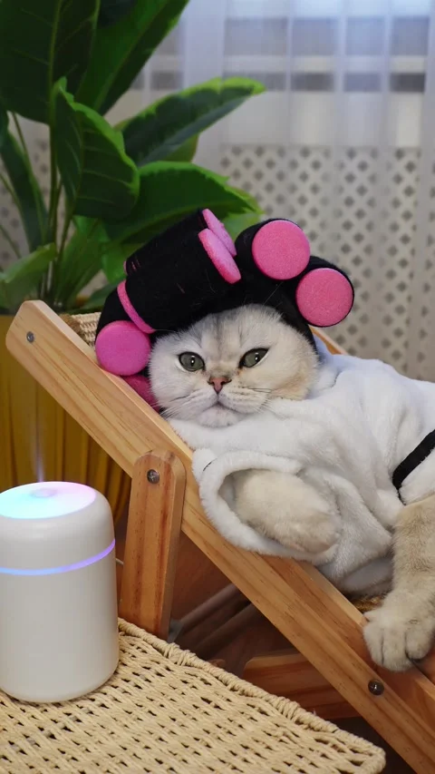 Relaxed cat in spa mode with curlers and aromatherapy diffuser relaxation Video stock 311332260