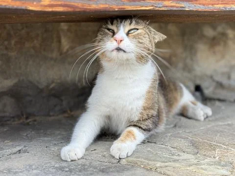 Relaxed Cat Stretching on Stone Surface Stock Photos