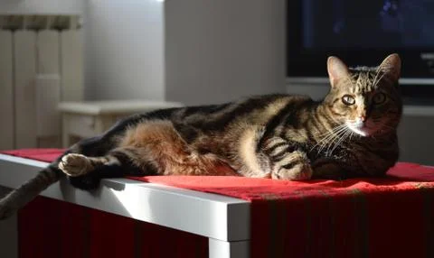 Relaxed cat on the table with red tablecloth Stock Photos