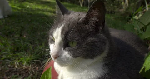 Relaxed cat taking the sun on the grass Stock Footage 252518129