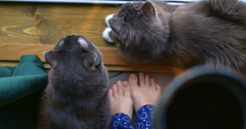 Relaxed cats resting side by side on weathered wooden deck, observing family's Stock Footage 301524132