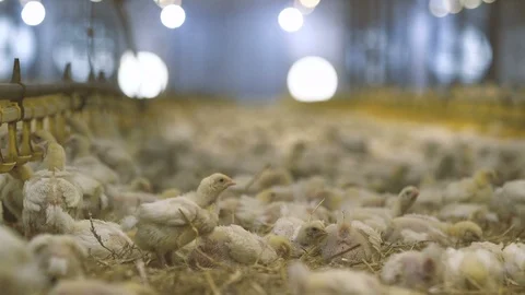 Relaxed chicken lying and sleeping in a hen factory with blurred light bulbs Stock Footage 99280777