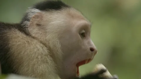 Relaxed, contented white face Capuchin monkey eats banana in Costa Rica Video stock 266379707