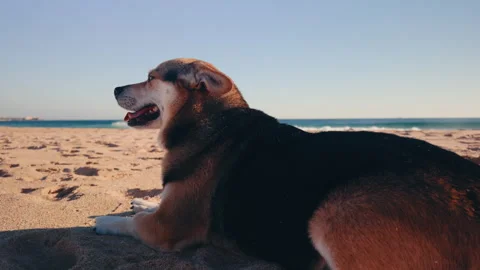 Relaxed corgi mix dog lying on beach with Atlantic Ocean in background. Video stock 337316150