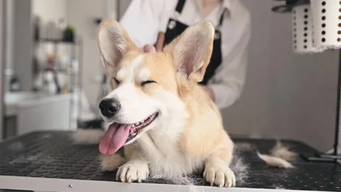 Relaxed corgi rests on grooming table while expert groomer carefully removes Stock Footage 306669817