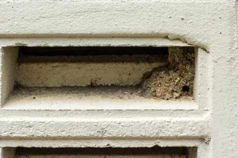 A relaxed corner of insect Fotos Stock