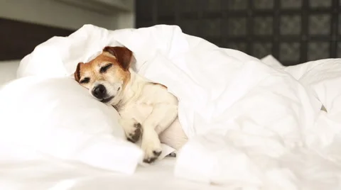 Relaxed dog bed sleeping Vídeo Stock 62549134
