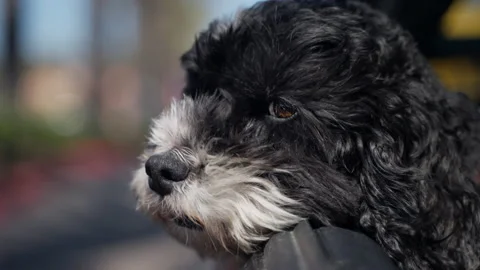Relaxed Dog chills while riding in a car Stock Footage 183555138